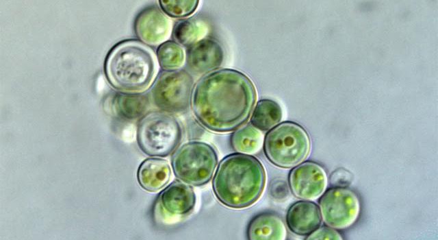 alga chlorella