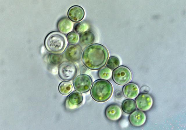 alga chlorella
